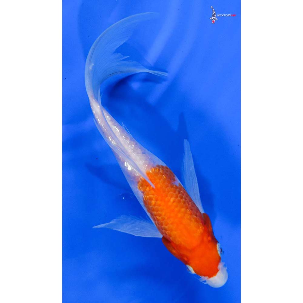 7.5” Imported Gin Rin Kohaku Butterfly Koi