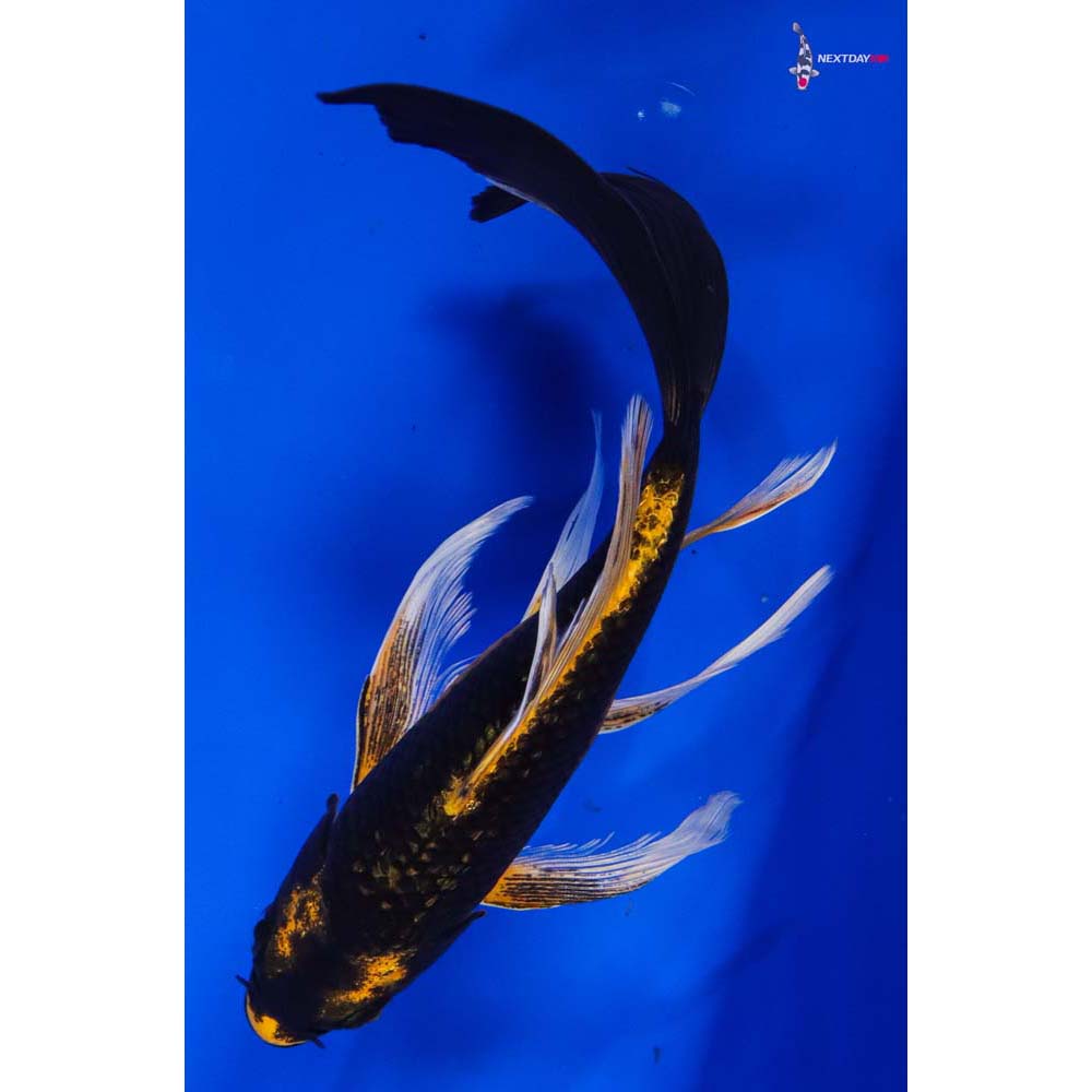 7.5” Imported Ki Matsuba Butterfly Koi