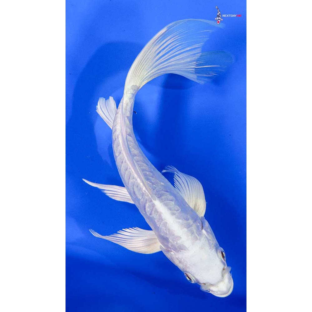 7” Imported Doitsu Platinum Ogon Butterfly Koi