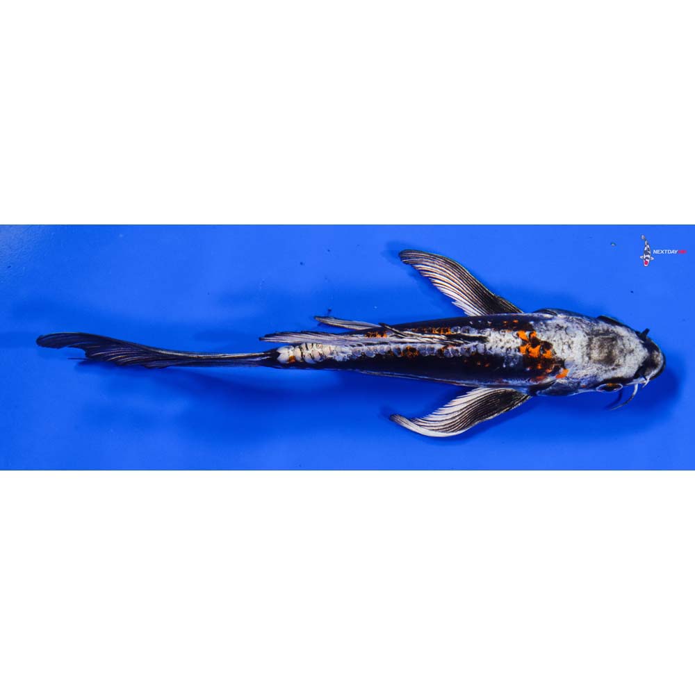 7.5” Imported Kin Kikokuryu Butterfly Koi