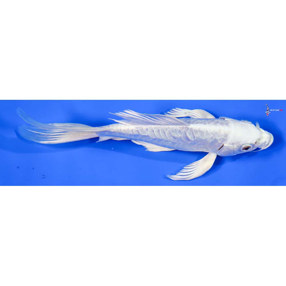 7” Imported Doitsu Platinum Ogon Butterfly Koi