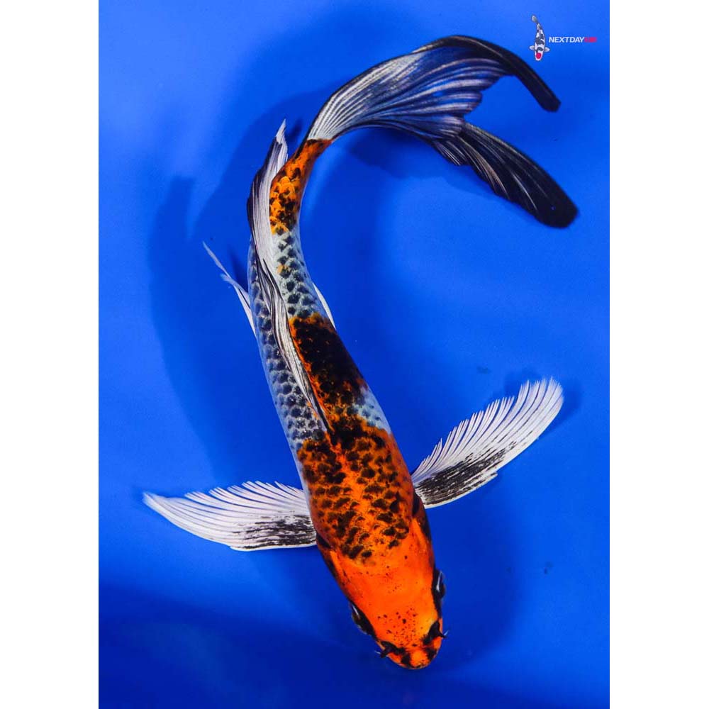 7.5” Imported Kujaku Butterfly Koi