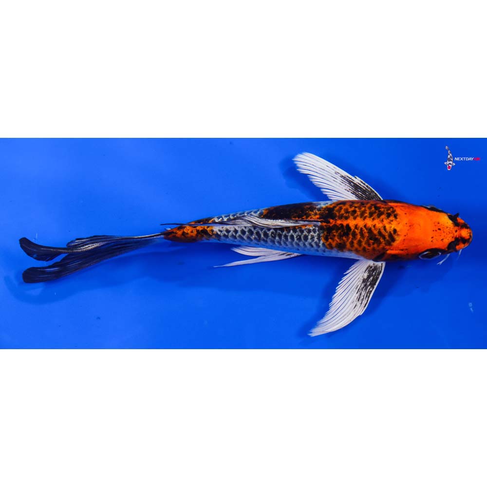 7.5” Imported Kujaku Butterfly Koi