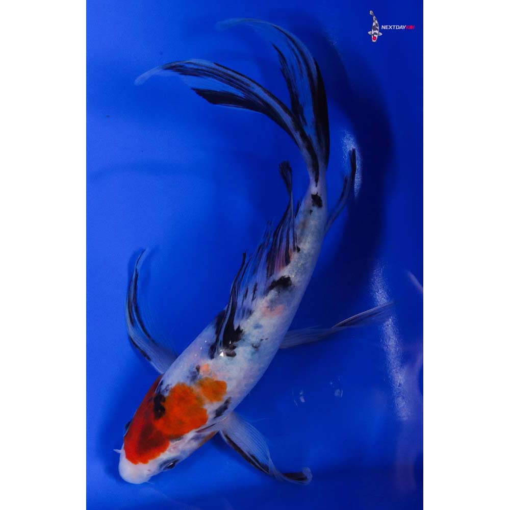 8” Imported Sanke Butterfly Koi