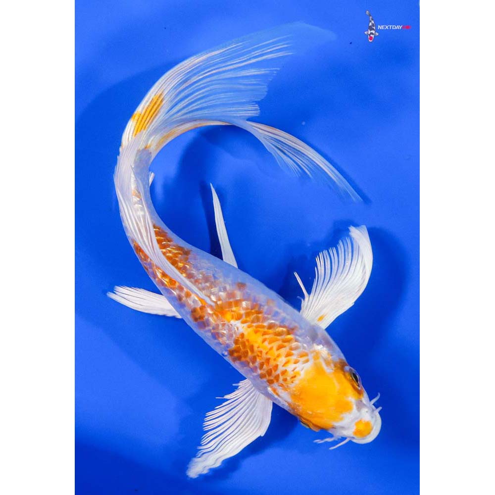 8” Imported Gin Rin Hariwake Butterfly Koi