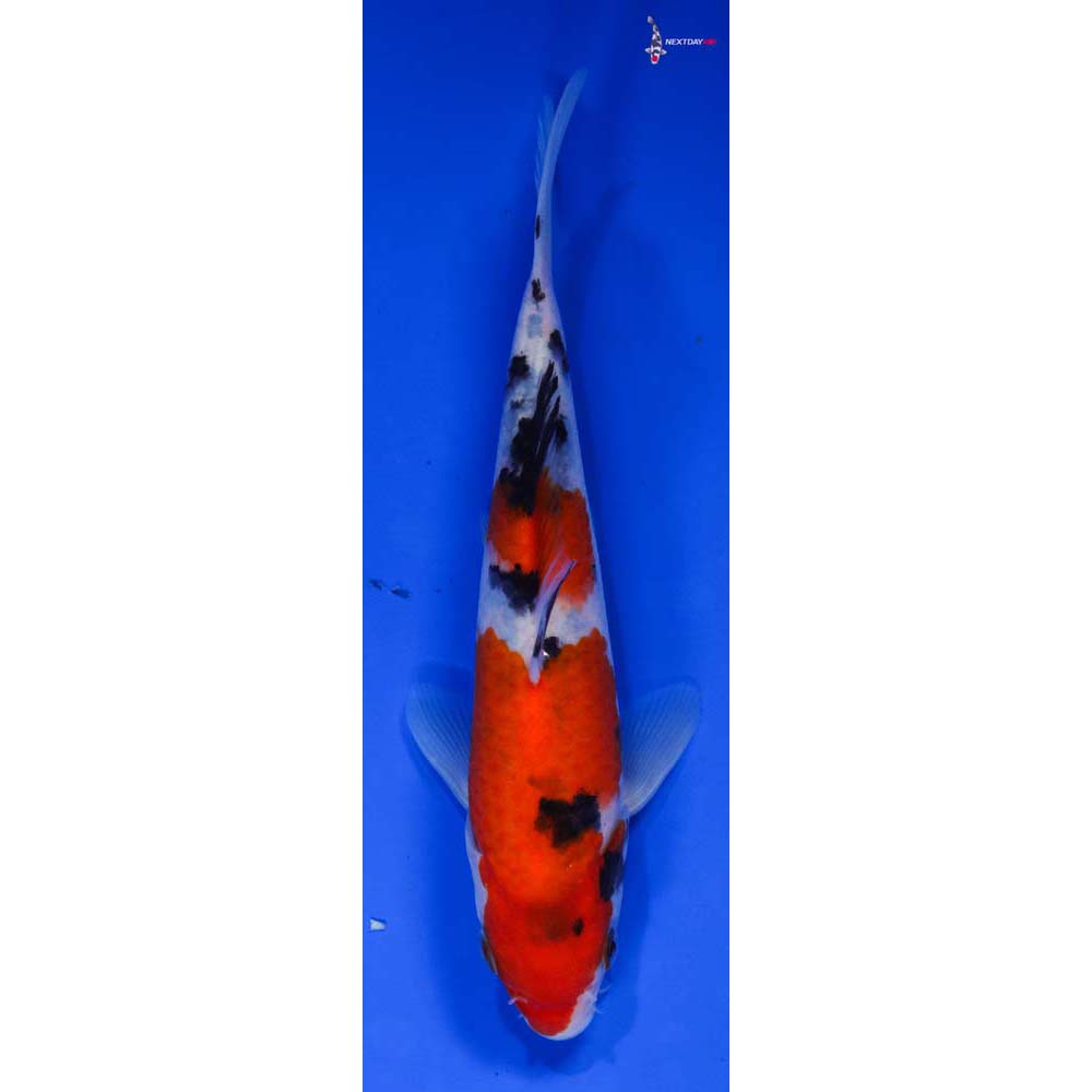 6.5” Imported Sanke