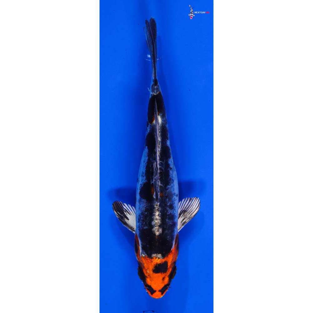 6.5” Imported Heisei Nishiki