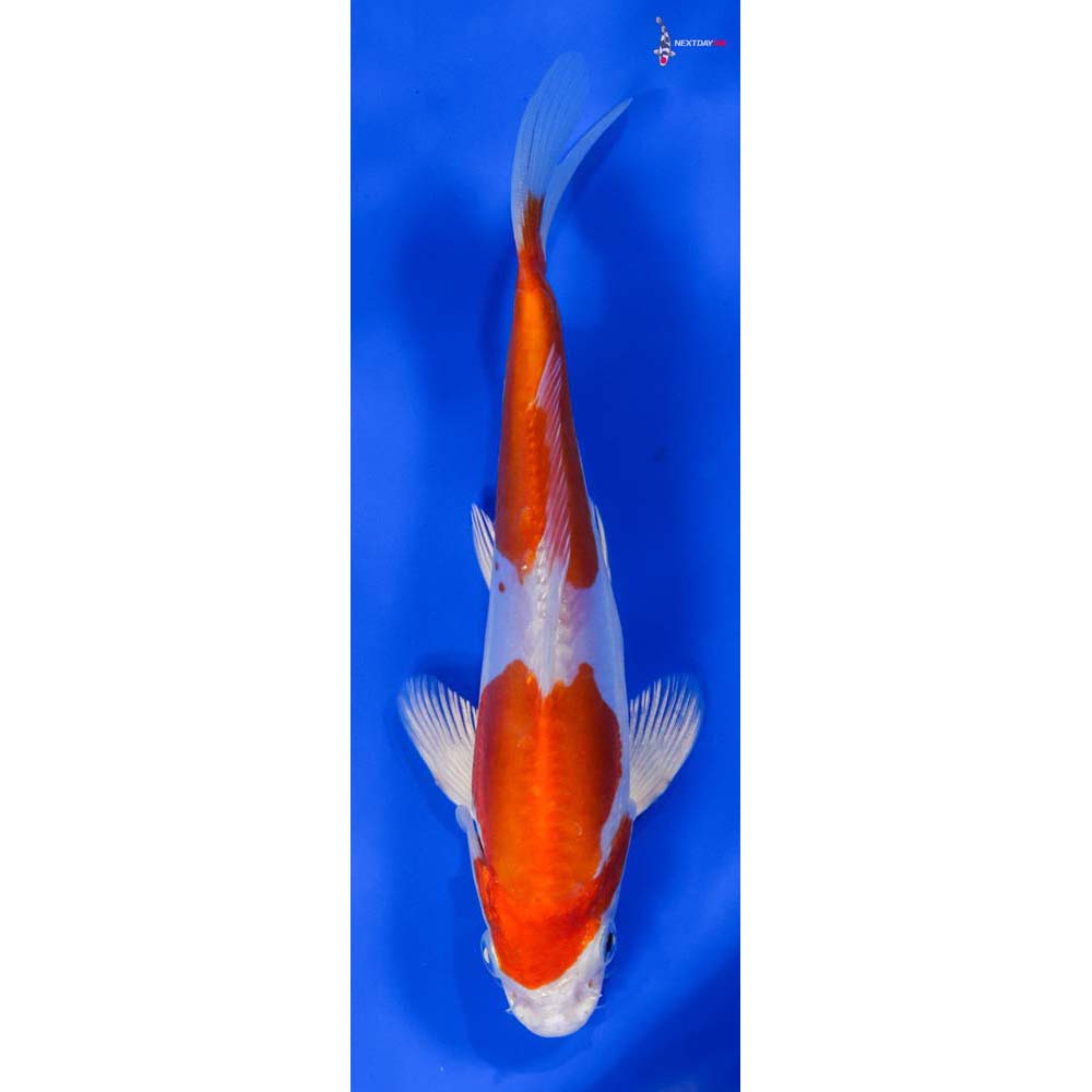 6.5” Imported Kikusui