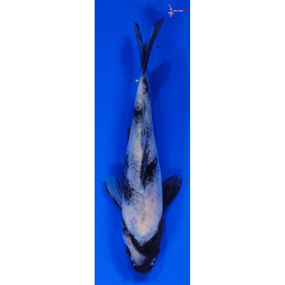 6” Imported Shiro Utsuri