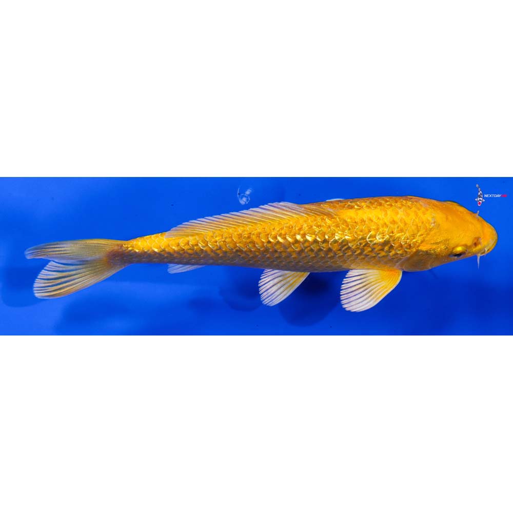 7” Imported Gin Rin Yamabuki Ogon