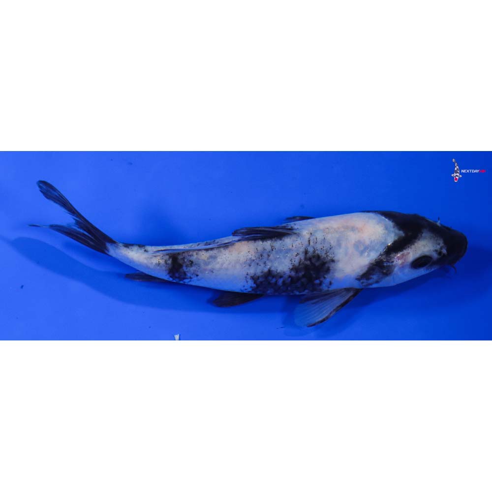 6” Imported Shiro Utsuri