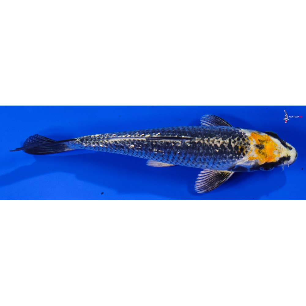 7” Imported Gin Rin Kujaku