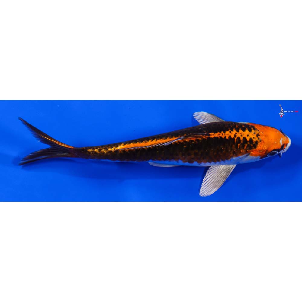 7” Imported Kujaku