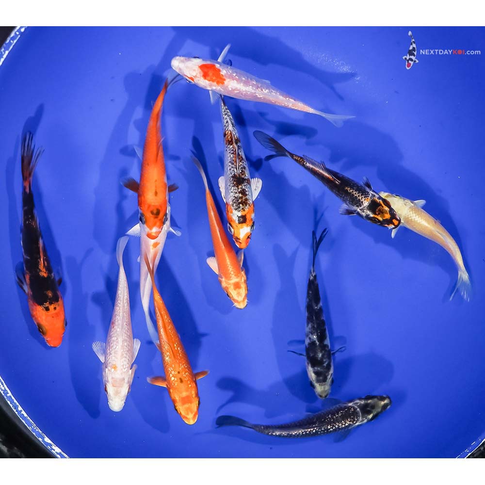 Lot of (12) 3.5-4.5” Imported Assorted Koi