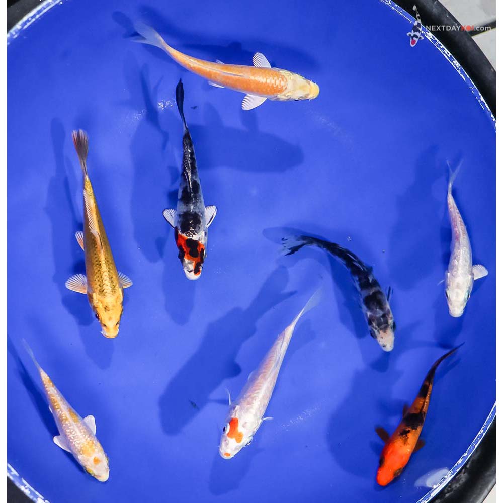 Lot of (8) 3.5-4.5” Imported Assorted Koi