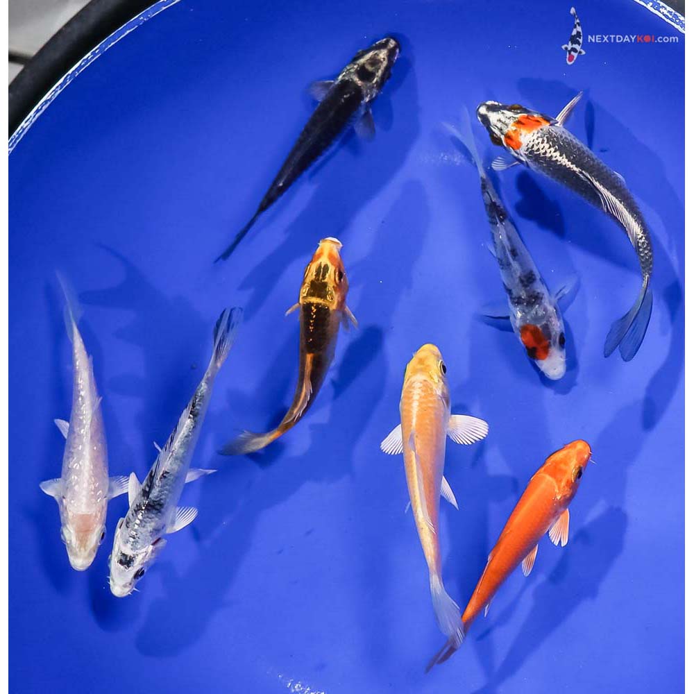 Lot of (8) 3.5-4.5” Imported Assorted Koi