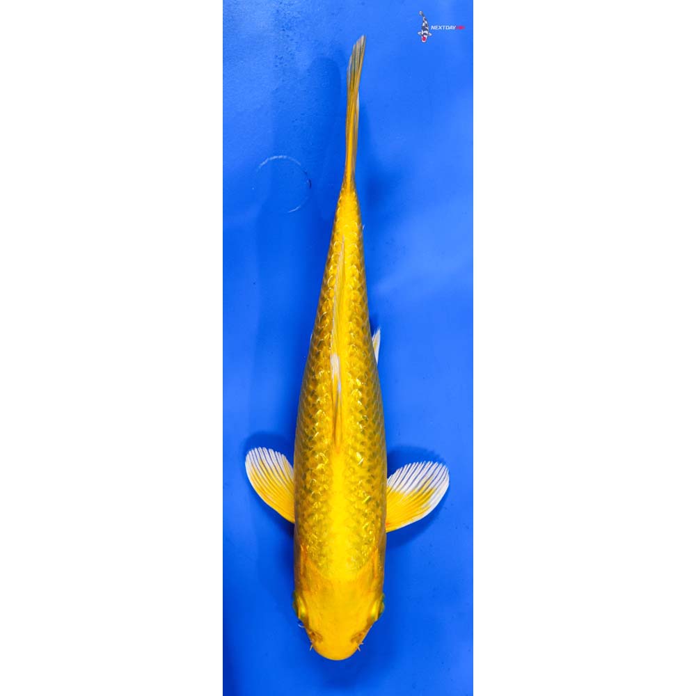 9” Imported Gin Rin Yamabuki Ogon