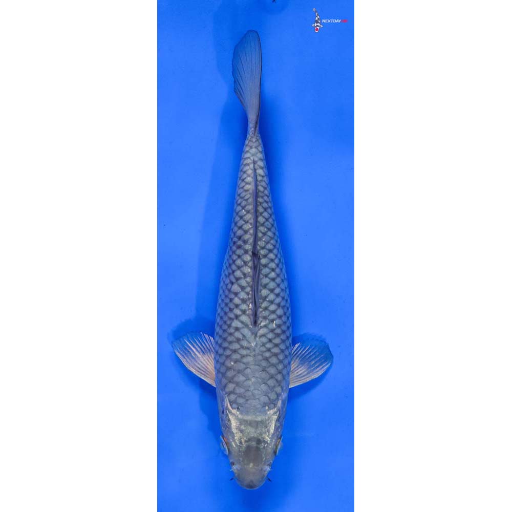 9” Imported Soragoi