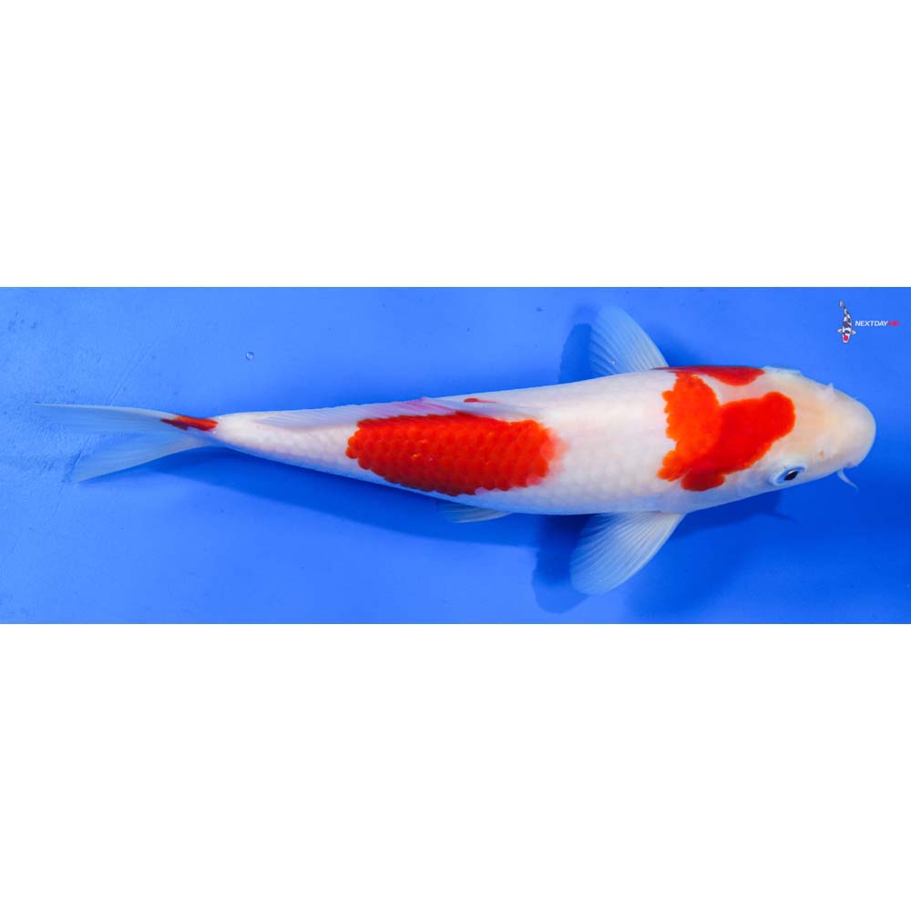 9” Imported Kohaku