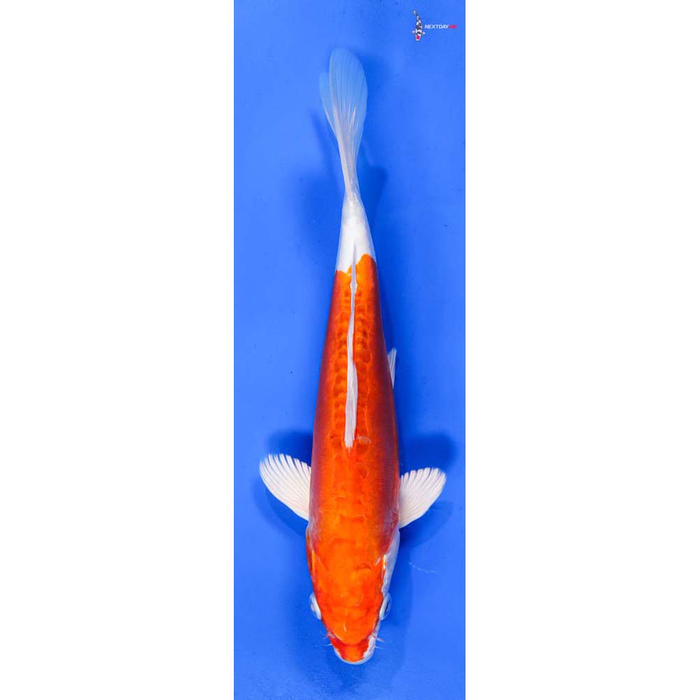 9” Imported Kikusui