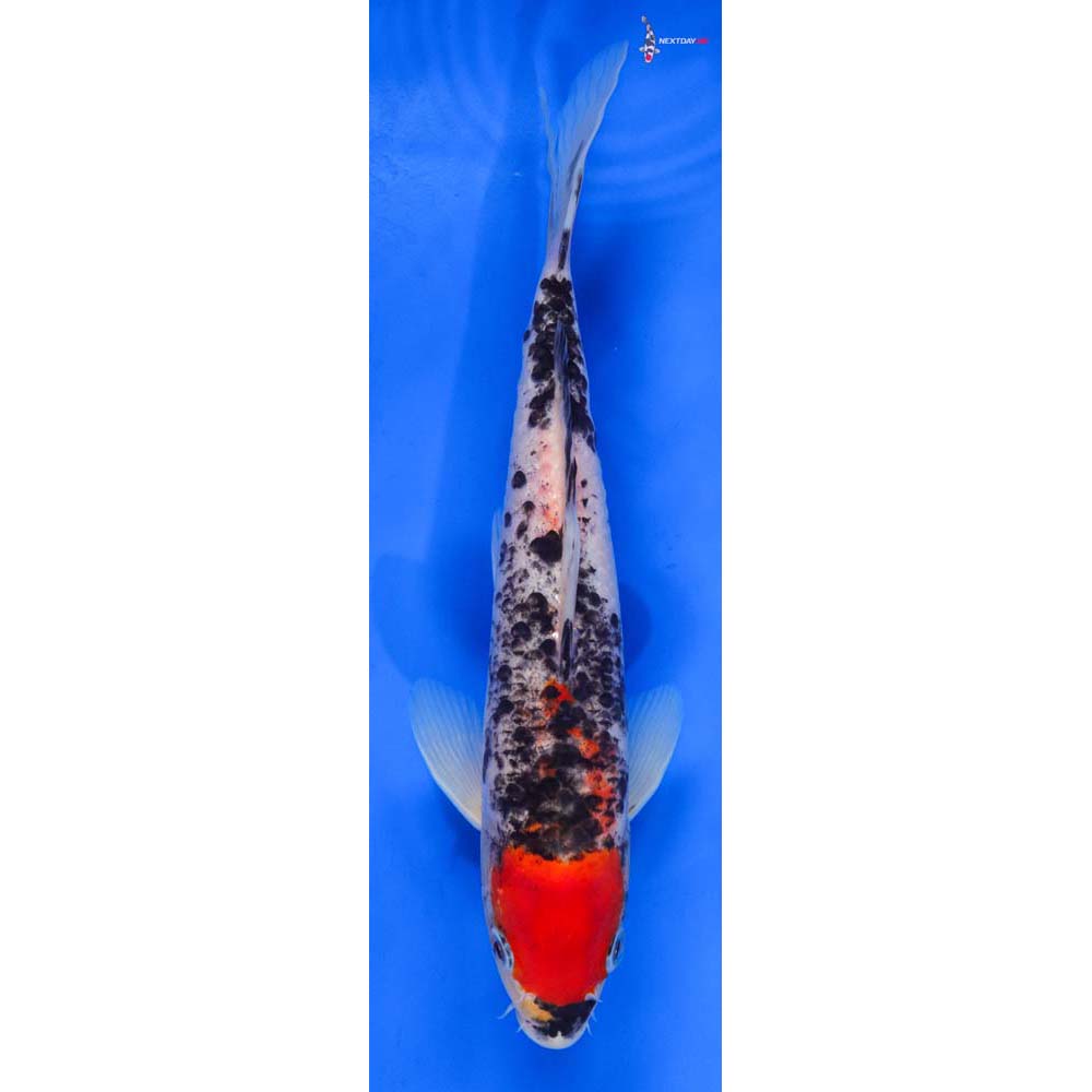 9.5” Imported Goshiki