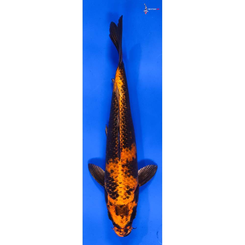 9.5” Imported Kin Hi Utsuri