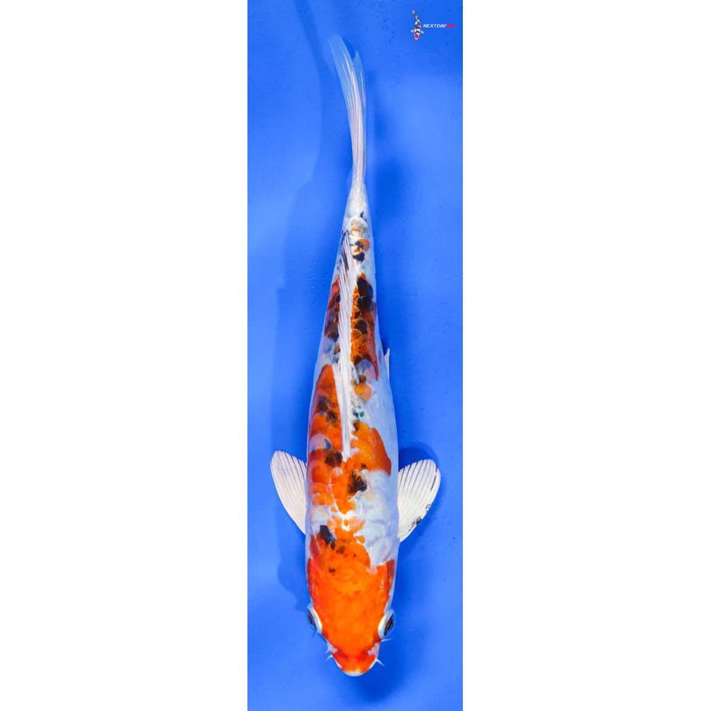 9” Imported Heisei Nishiki