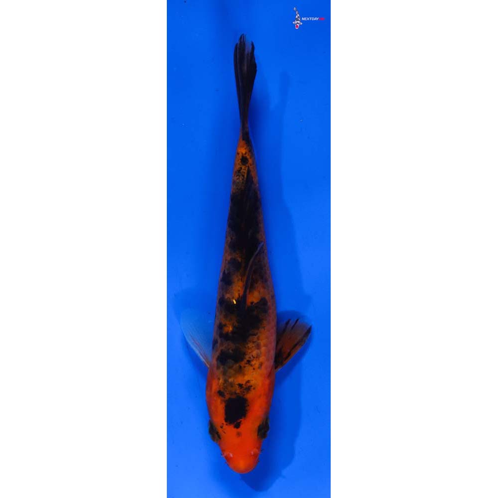 5” Imported Aka Bekko