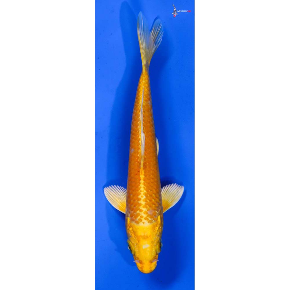 5” Imported Yamabuki Ogon