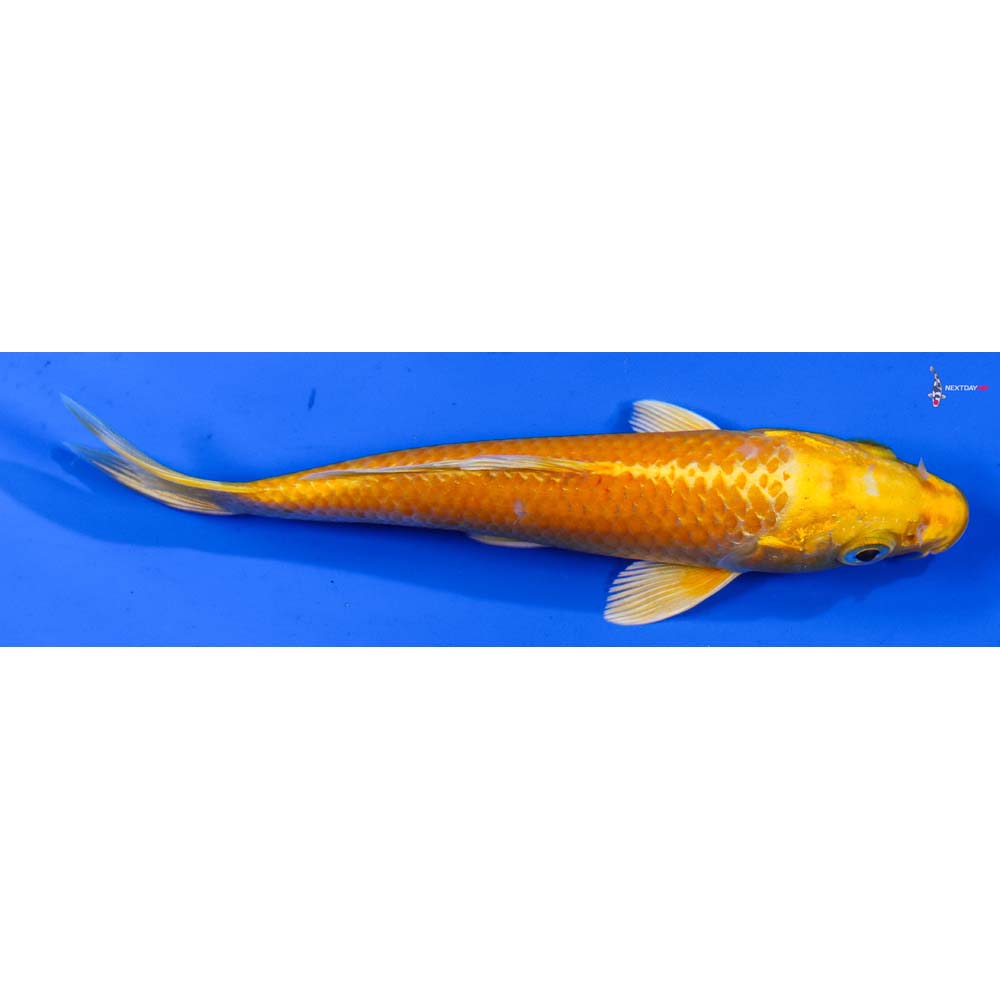 5” Imported Yamabuki Ogon