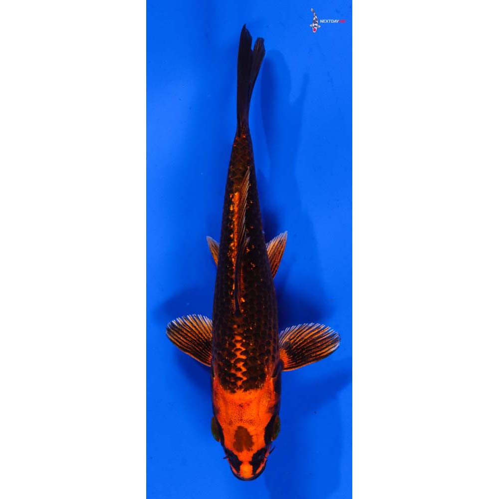 5” Imported Orenji Matsuba