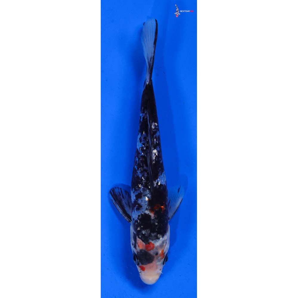 5.5” Imported Gin Rin Sanke