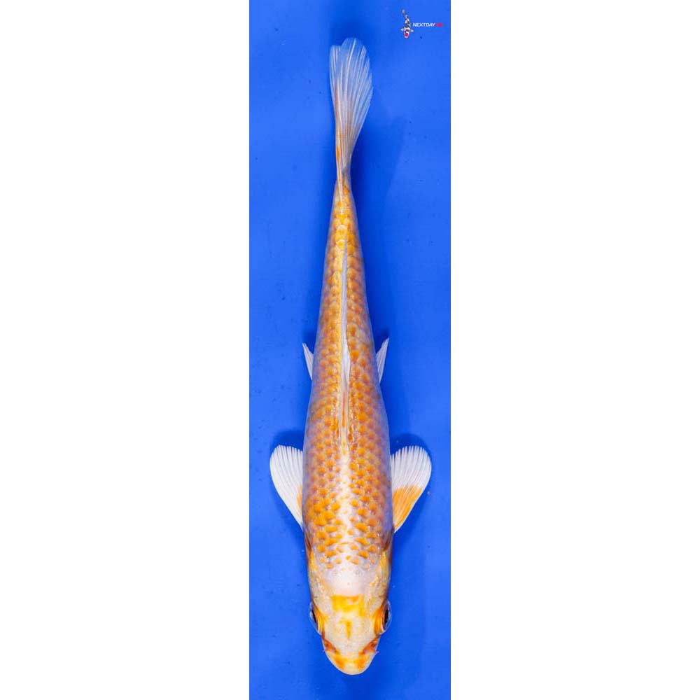 6” Imported Lemon Hariwake