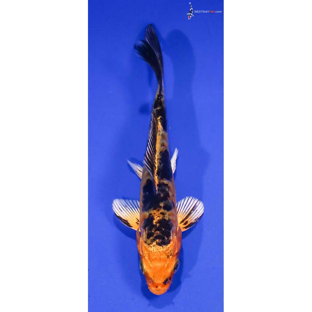 4” Imported Doitsu Kin Aka Bekko