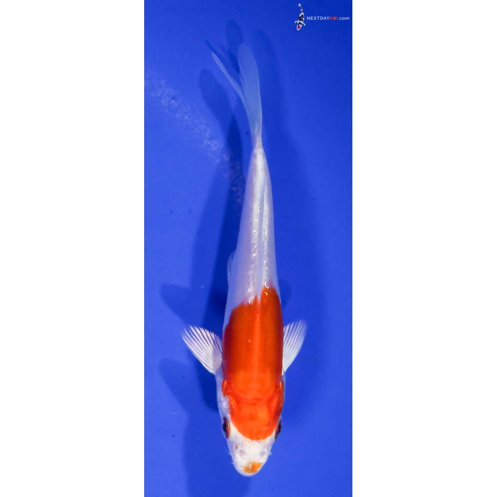 4” Imported Kikusui