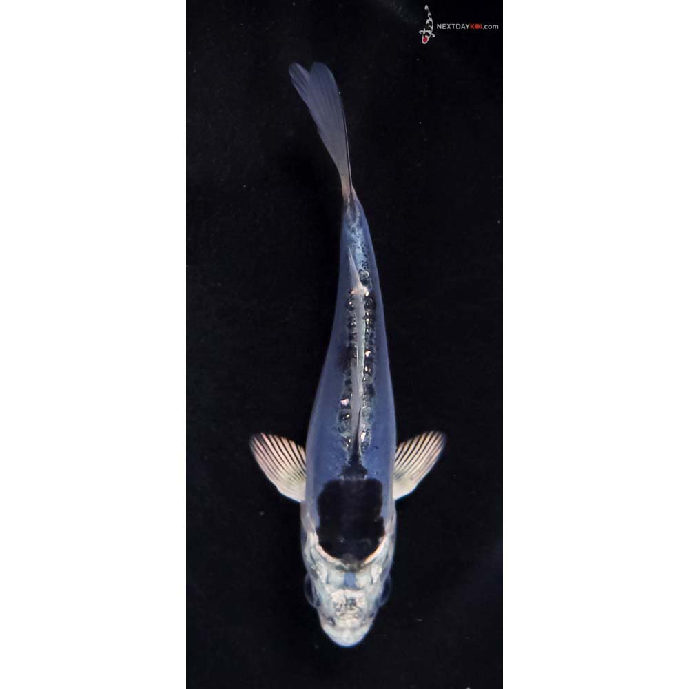 4.5” Imported Doitsu Blue Gin Matsuba