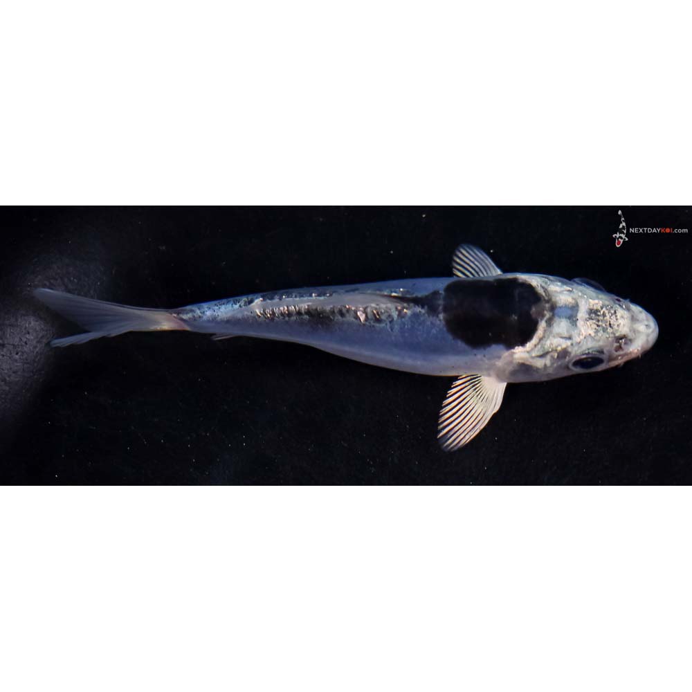 4.5” Imported Doitsu Blue Gin Matsuba