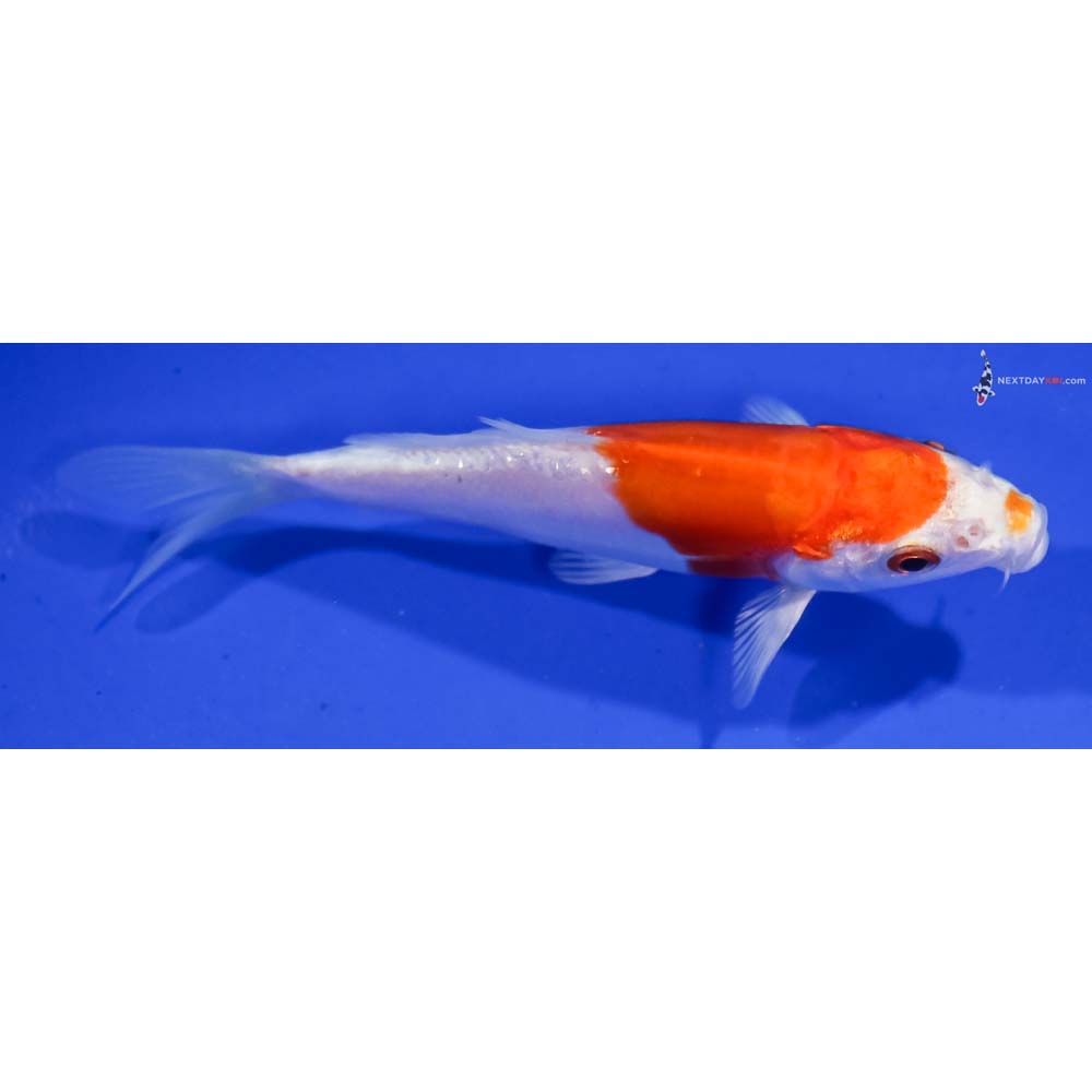 4” Imported Kikusui