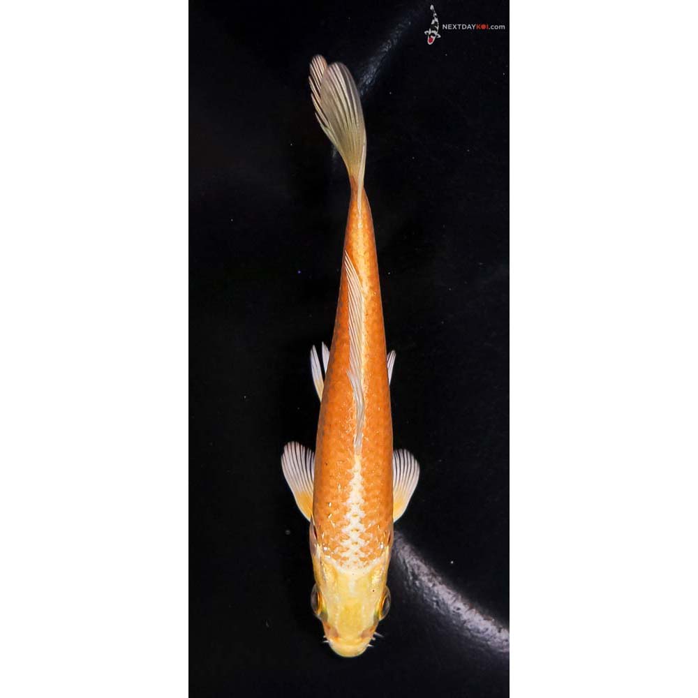 4.5” Imported Yamabuki Ogon