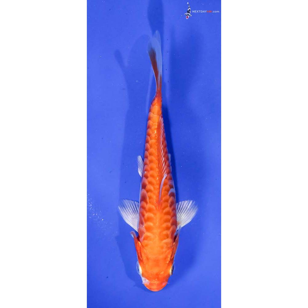 4.5” Imported Armor Scaled Hariwake