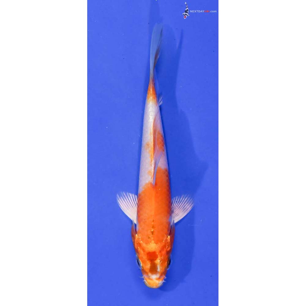 4.5” Imported Hariwake