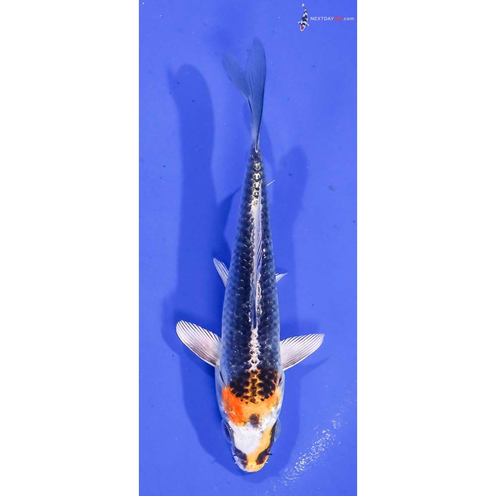 4.5” Imported Kujaku