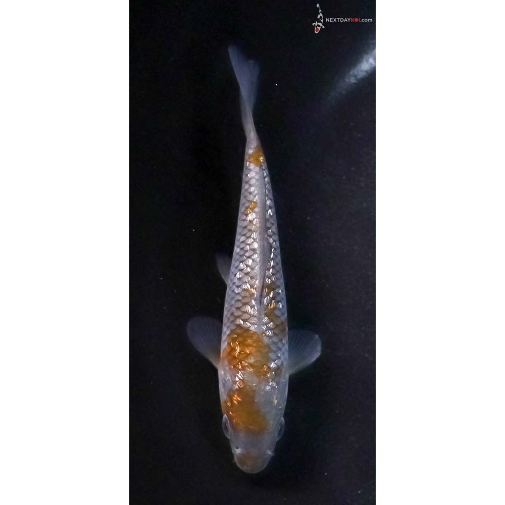 4.5” Imported Gin Rin Ochiba Shigure