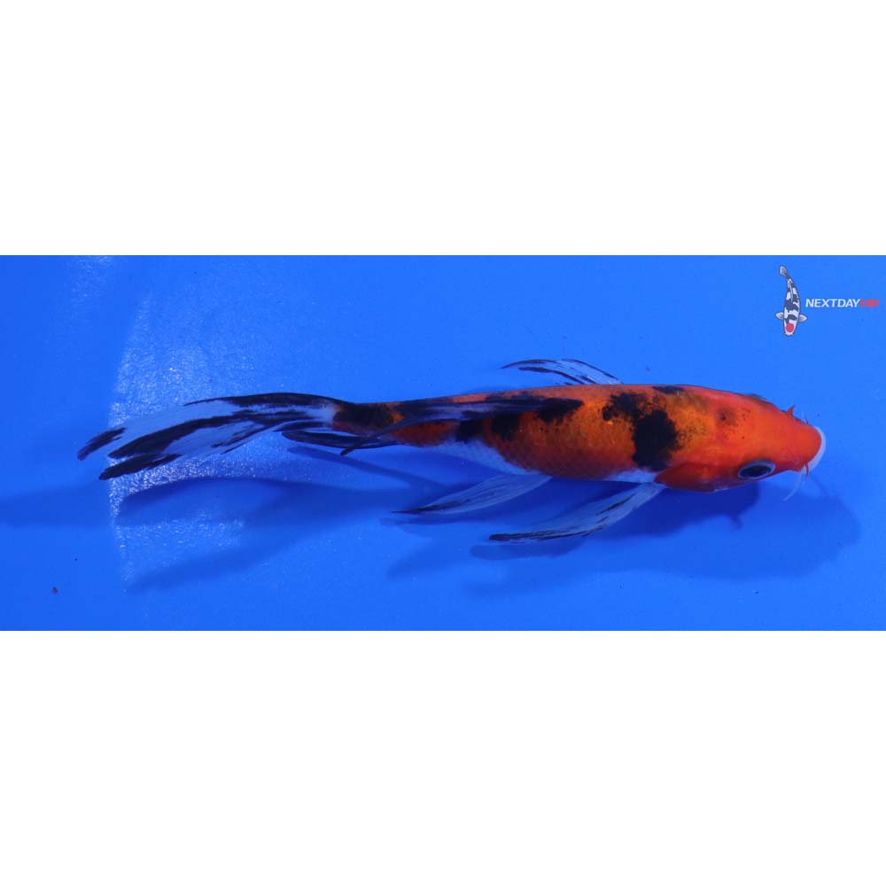 4.5” Imported Sanke Butterfly Koi