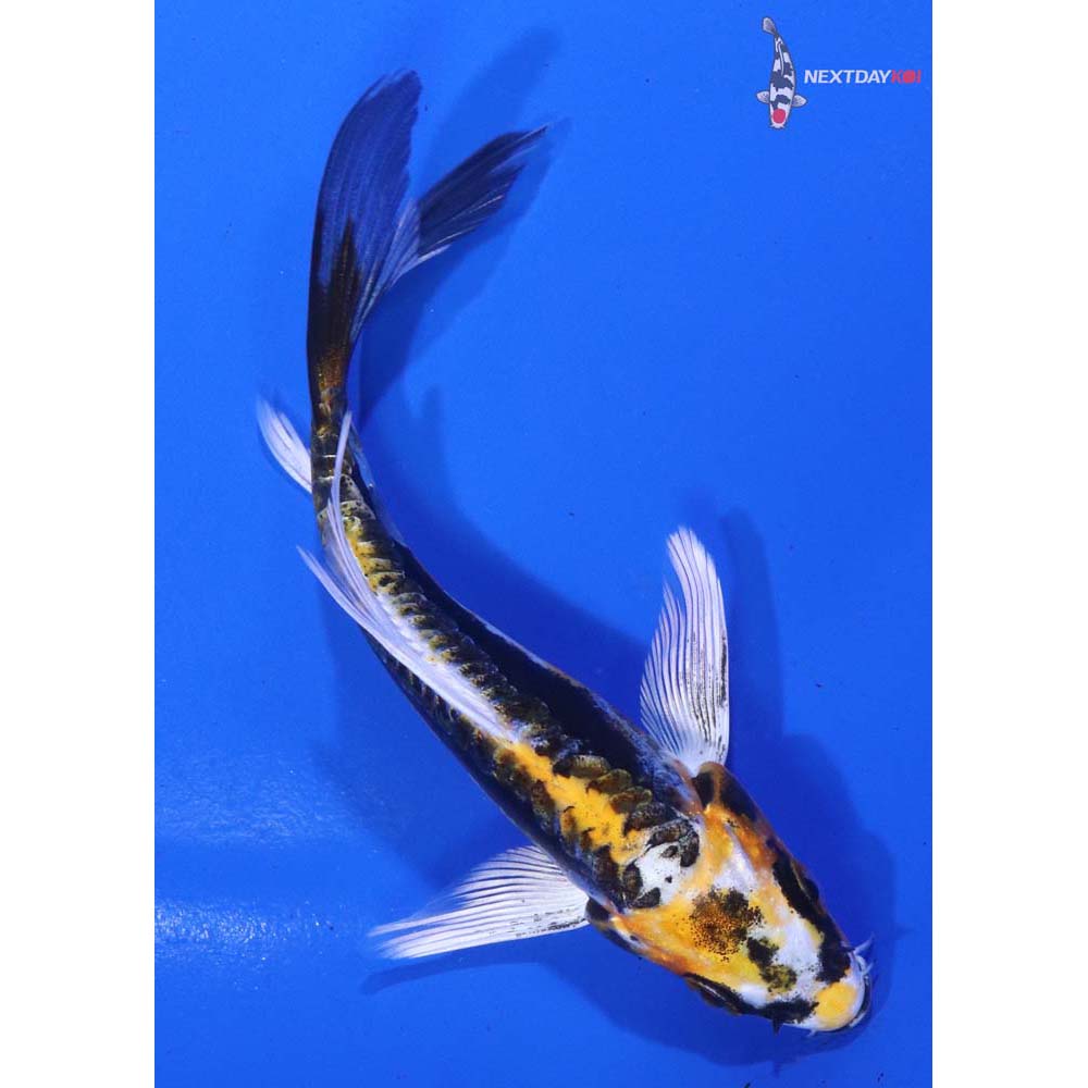 4.5” Imported Kin Kikokuryu Butterfly Koi