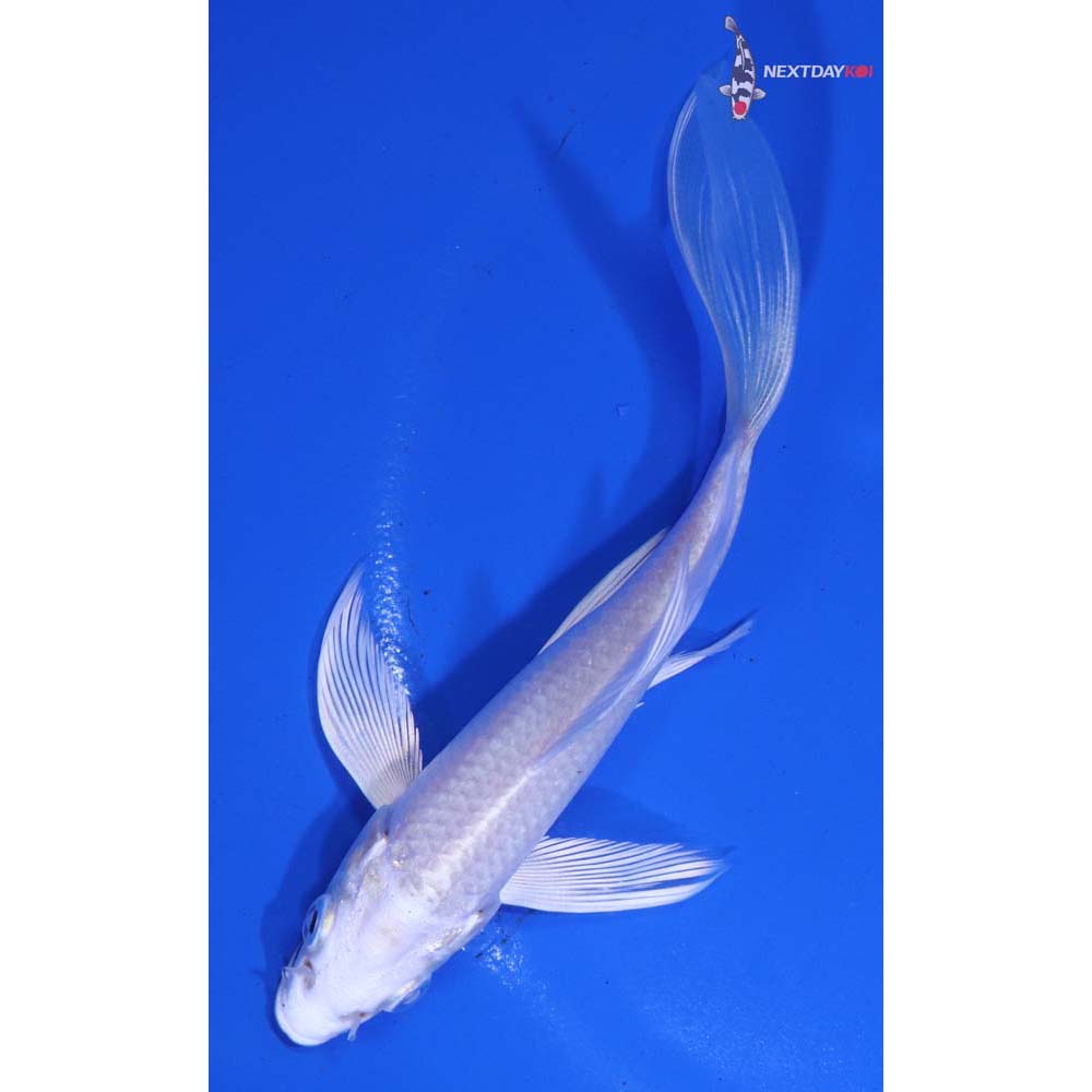 4.5” Imported Platinum Ogon Butterfly Koi