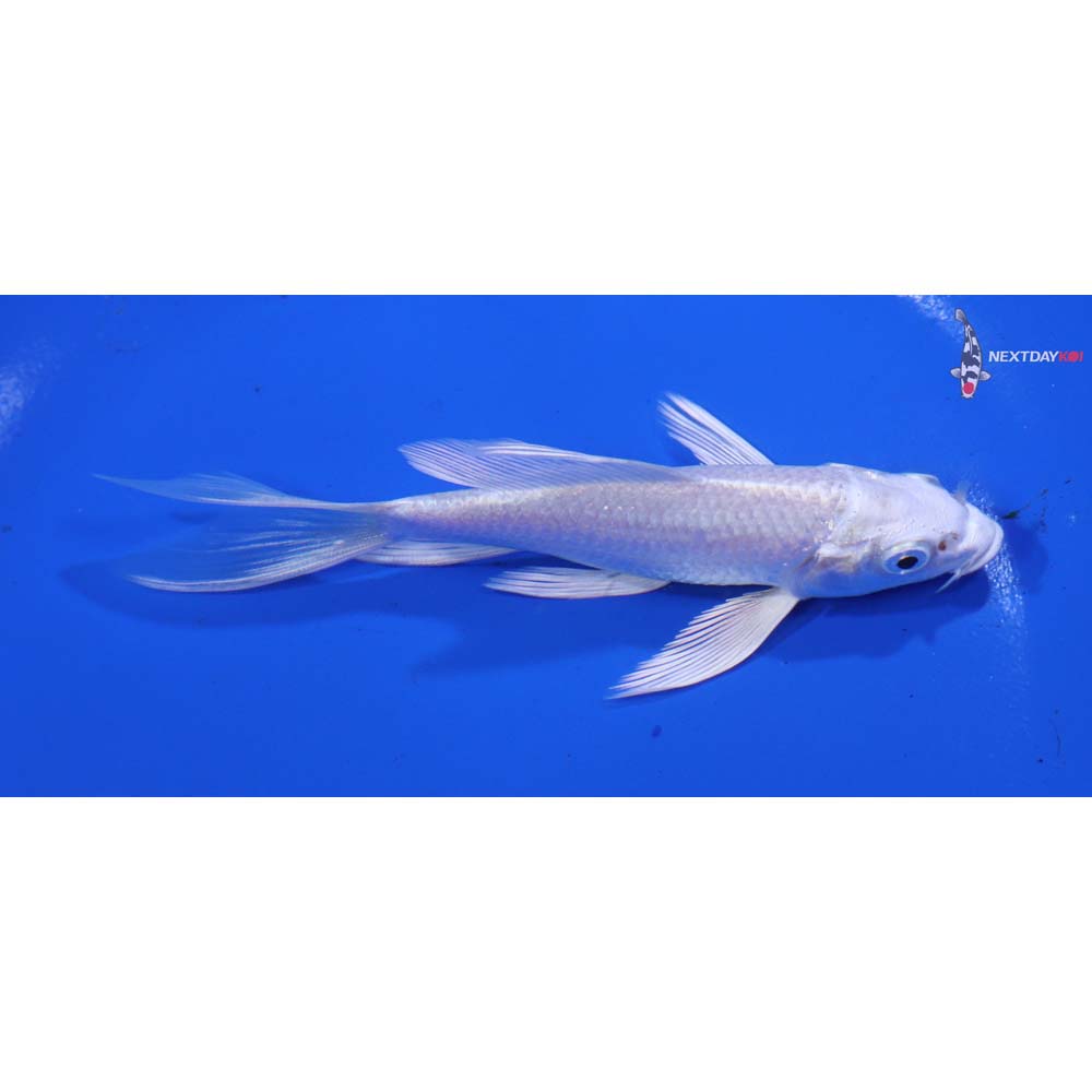 4.5” Imported Platinum Ogon Butterfly Koi