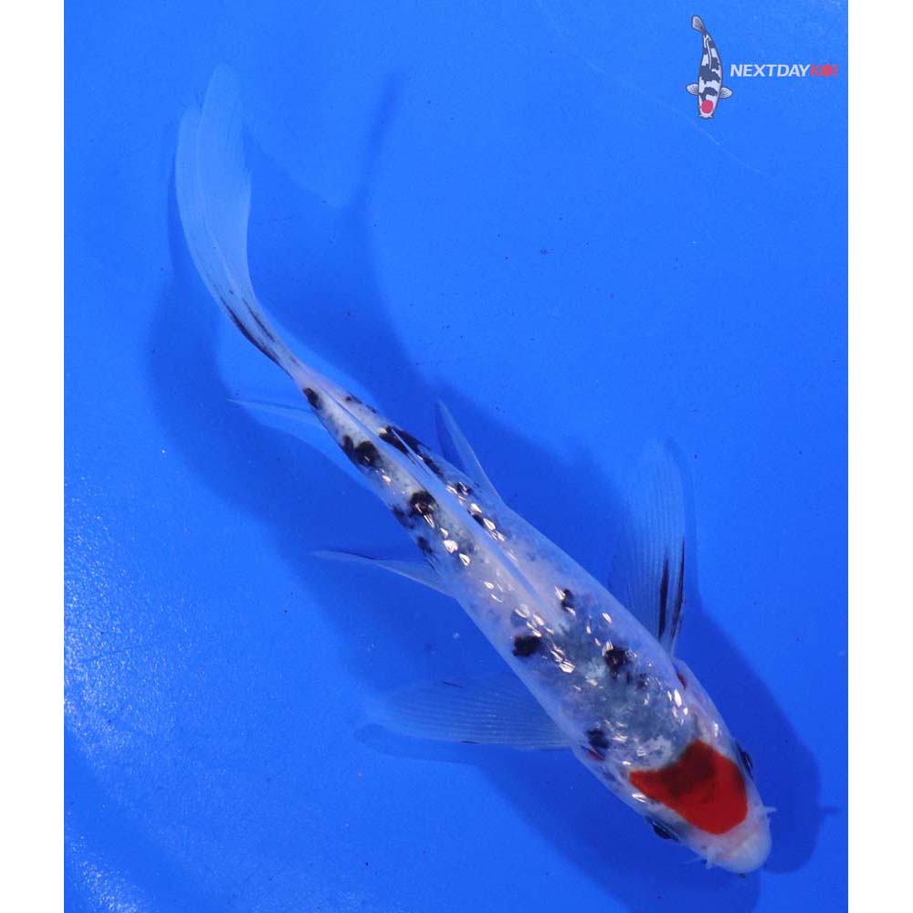 4.5” Imported Gin Rin Sanke Butterfly Koi