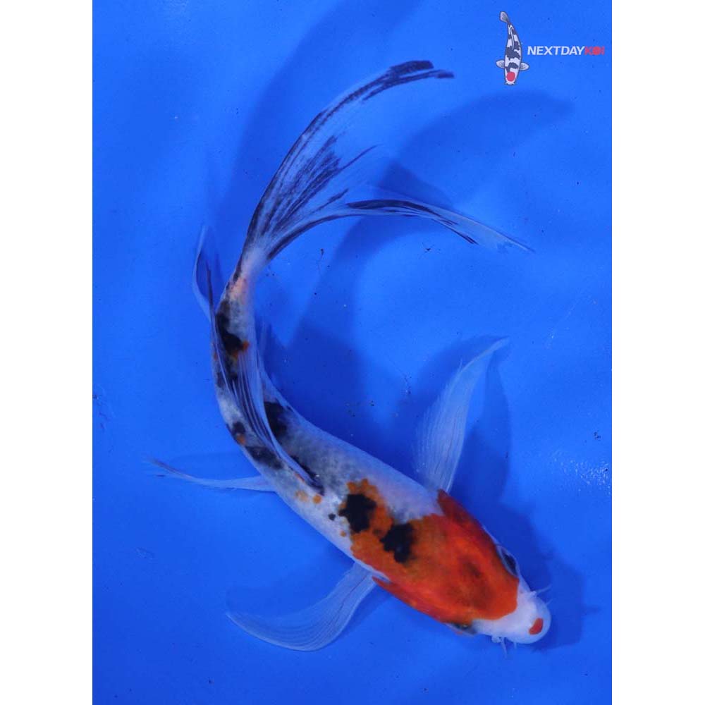 4.5” Imported Sanke Butterfly Koi
