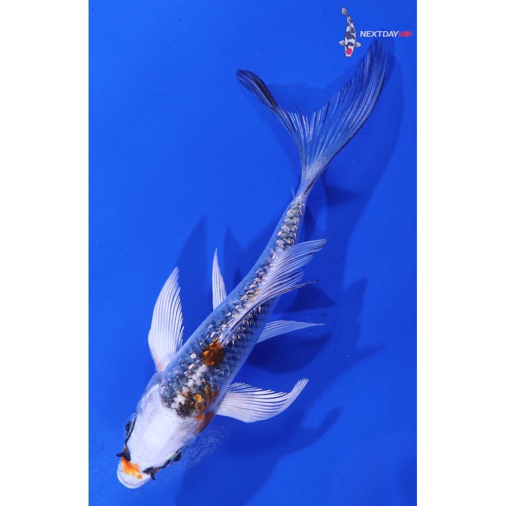 4.5” Imported Gin Rin Kujaku Butterfly Koi